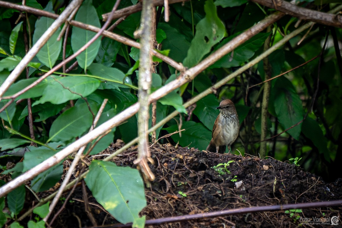 Javan Bush Warbler - ML620440691