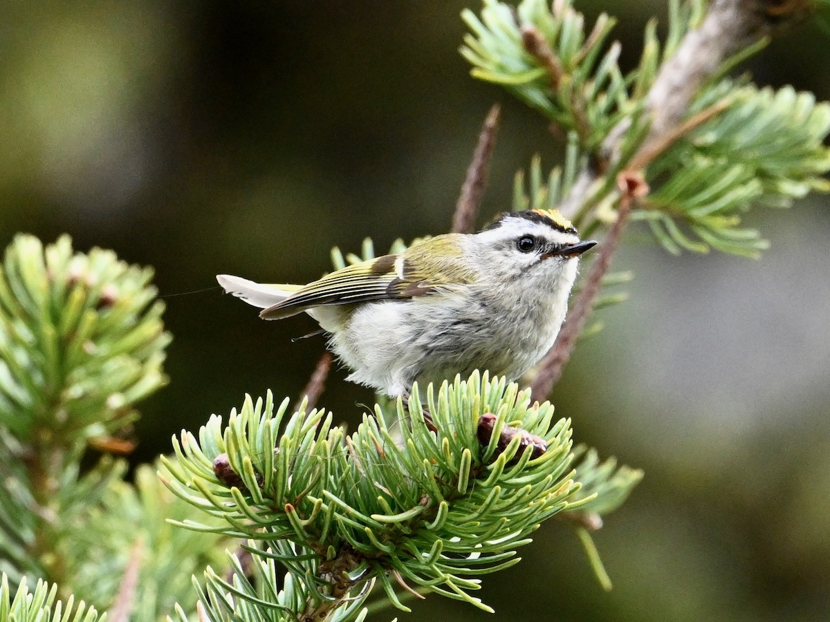 Golden-crowned Kinglet - ML620440696