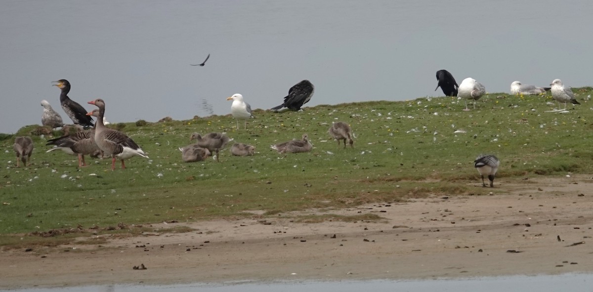 Herring Gull - ML620440698