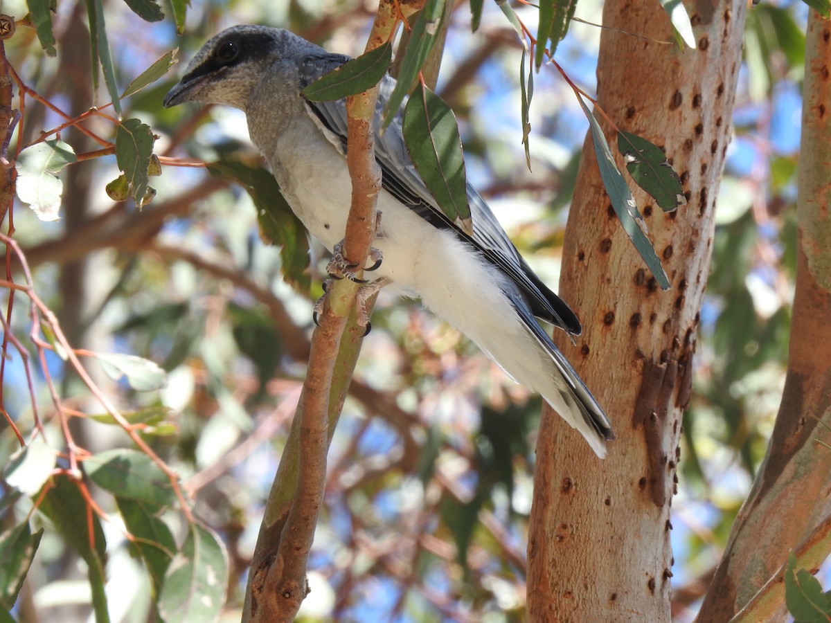 Black-faced Cuckooshrike - ML620440699