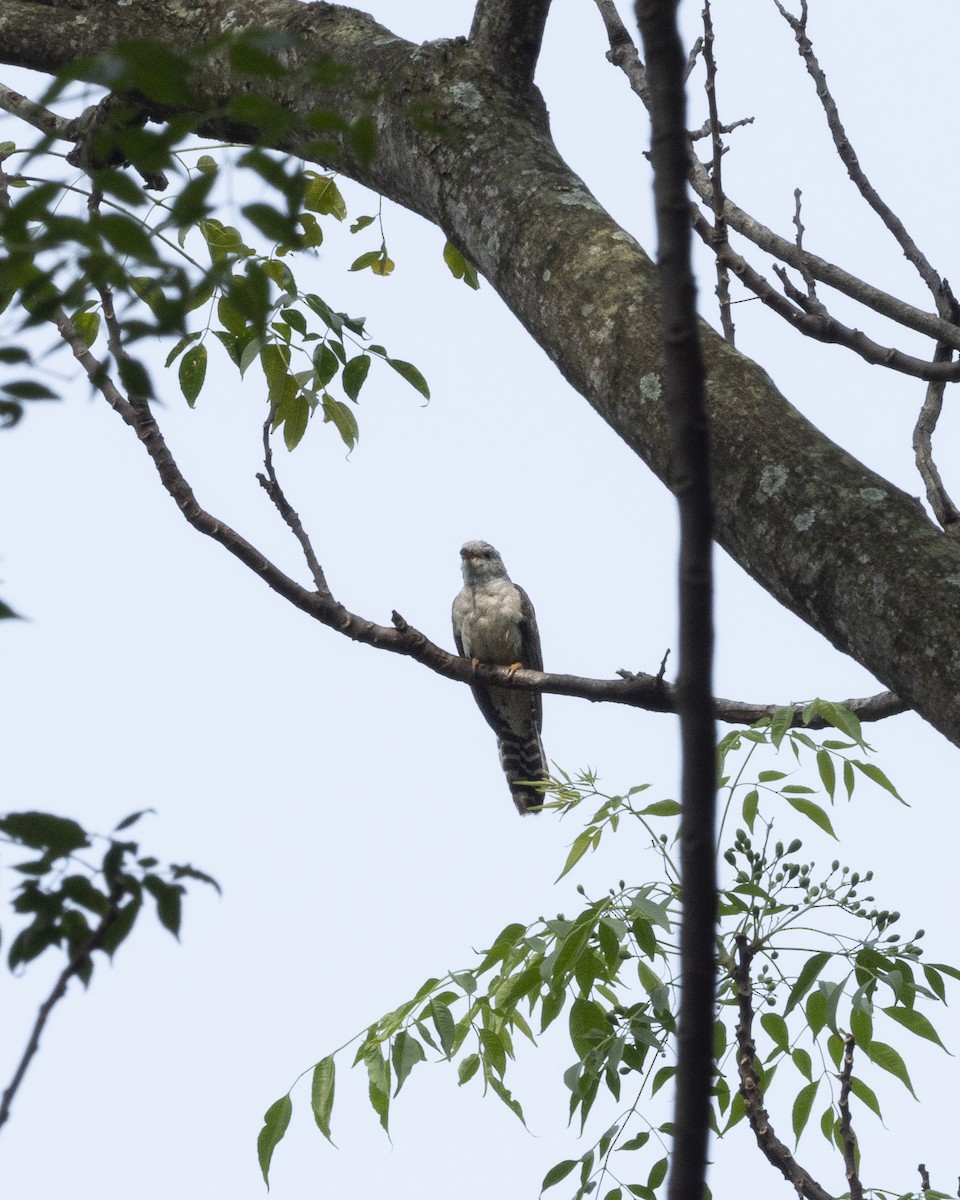 Brush Cuckoo - ML620440700