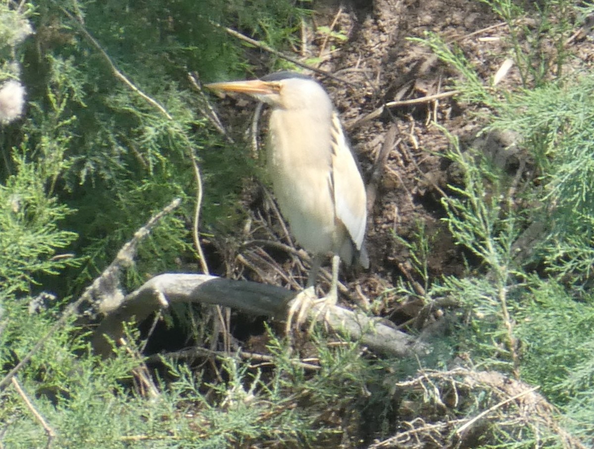 Little Bittern - ML620440702