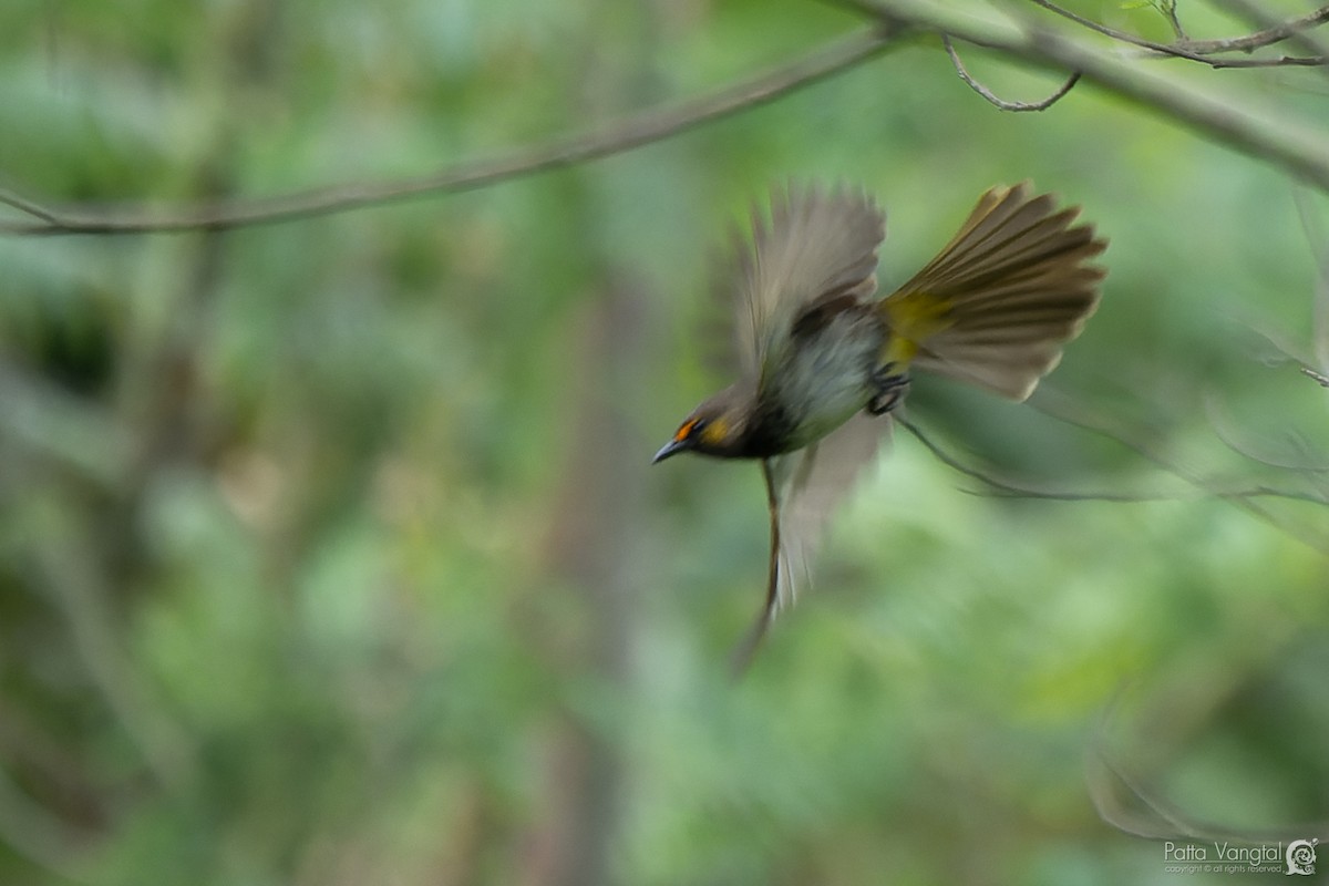 Orange-spotted Bulbul - ML620440703