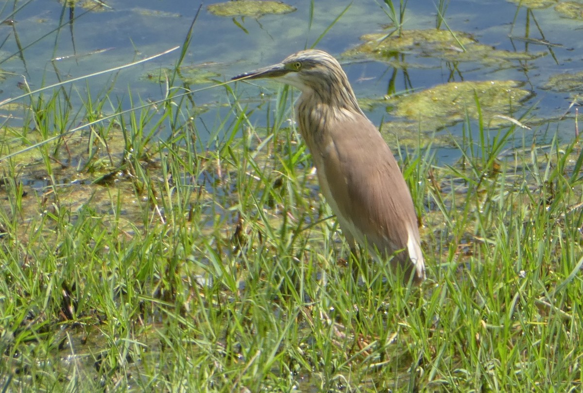 Squacco Heron - ML620440705