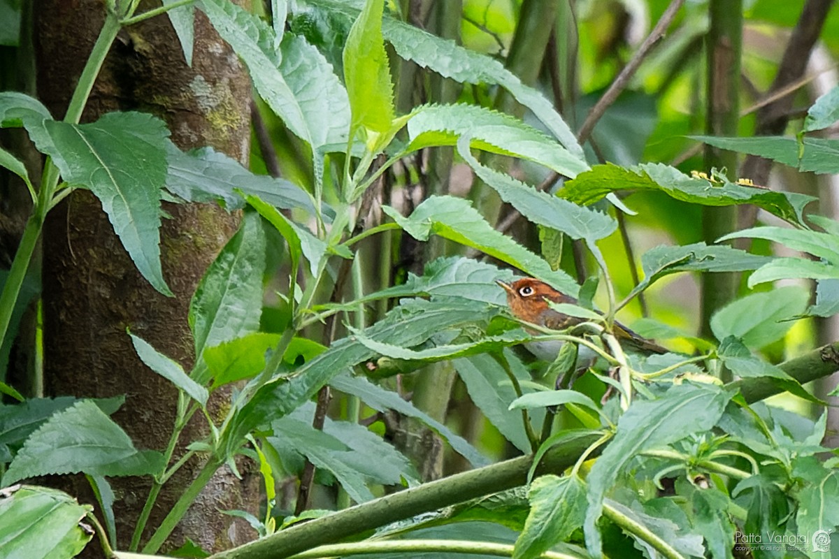 Mosquitero de la Sonda - ML620440707