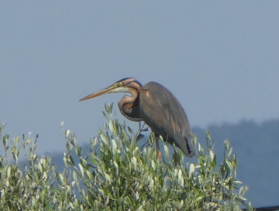 Purple Heron - ML620440718