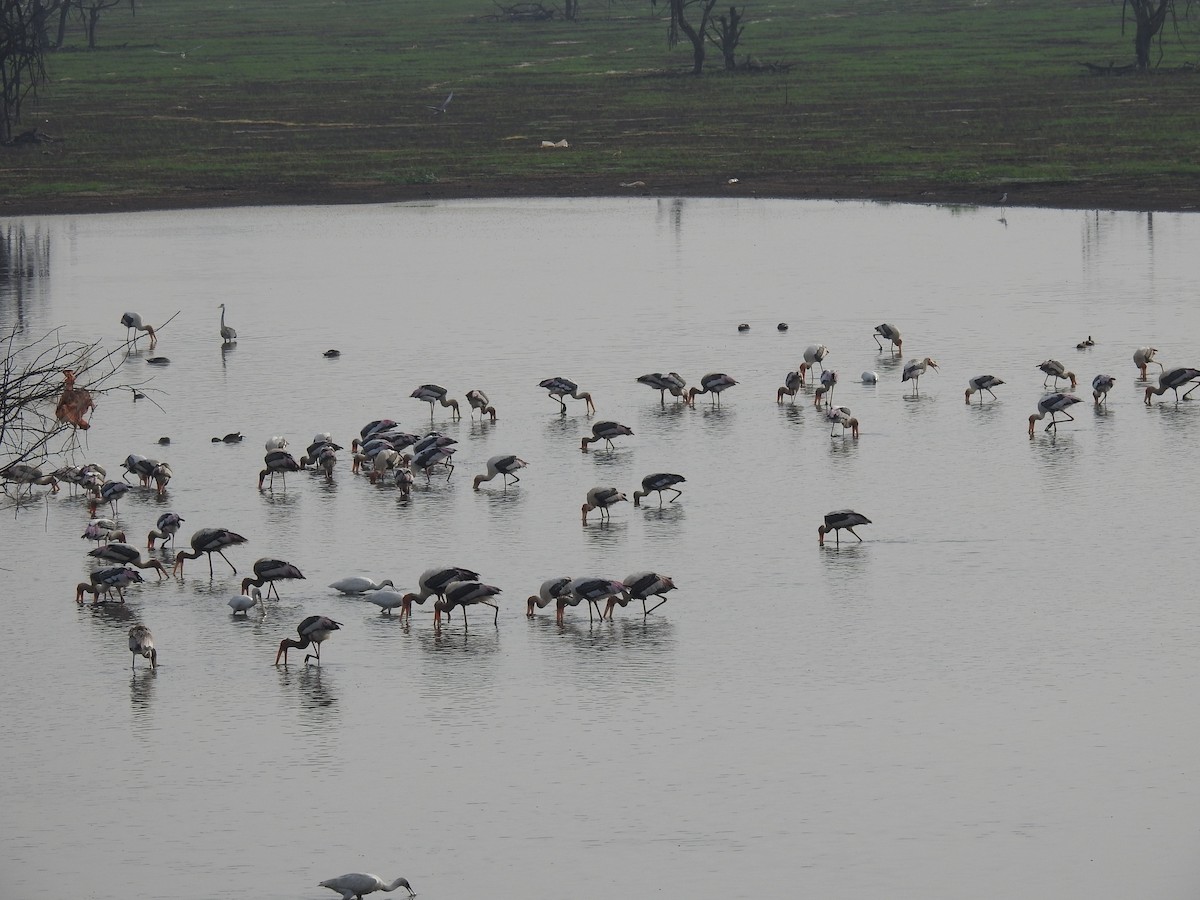 Painted Stork - ML620440719