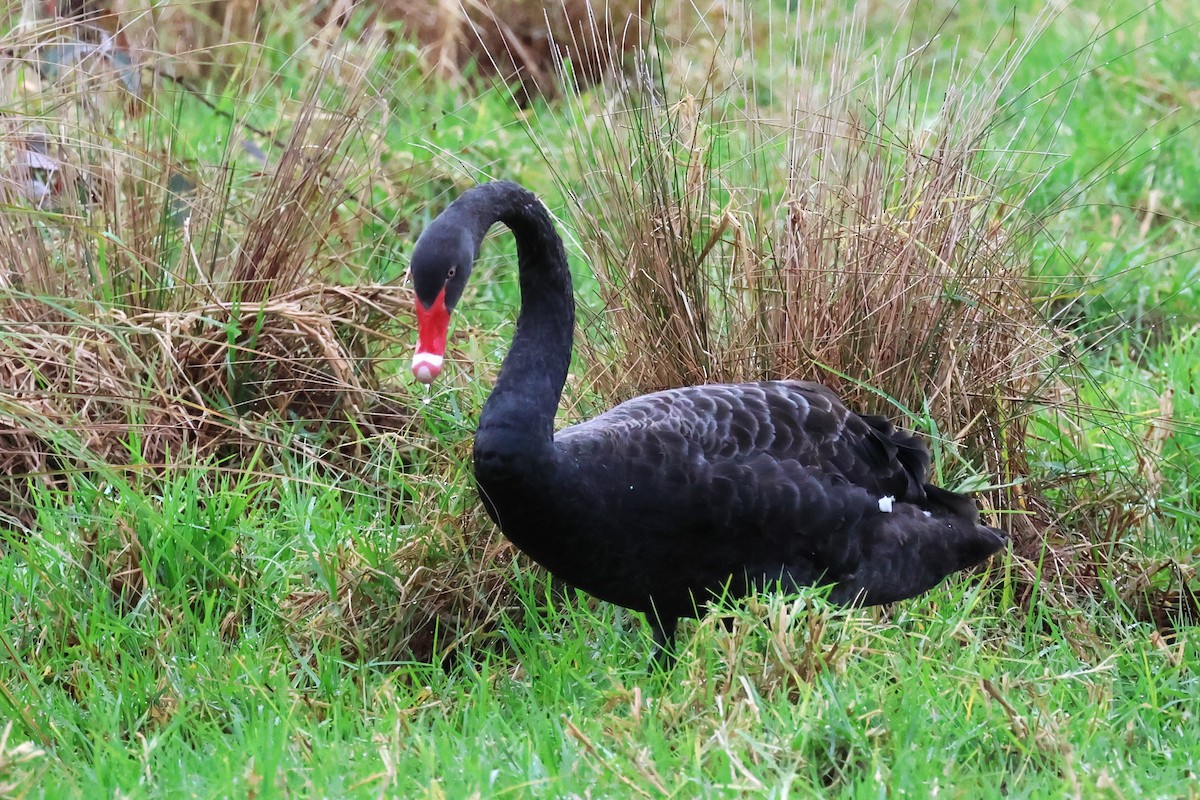 Black Swan - ML620440722