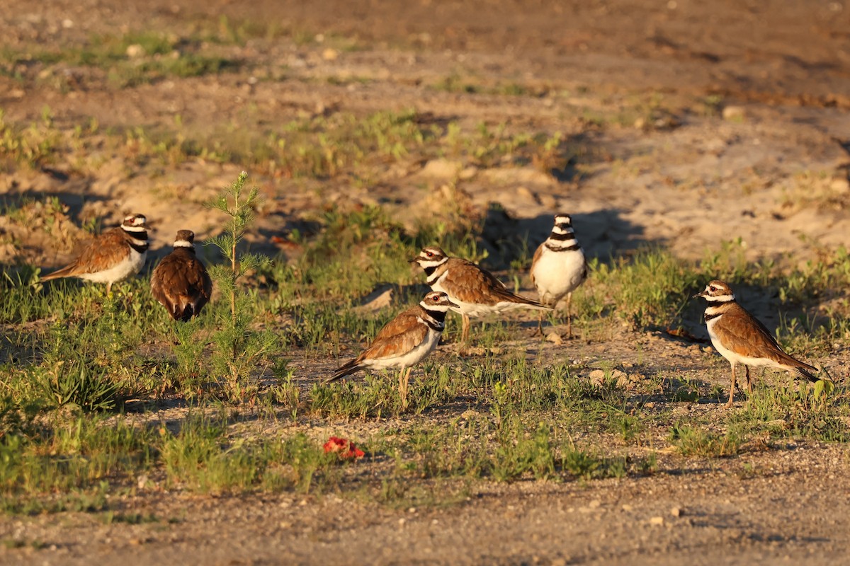 Killdeer - ML620440724