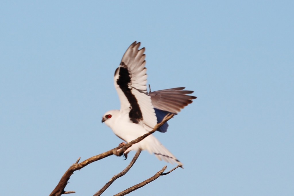 クロオビトビ - ML620440727