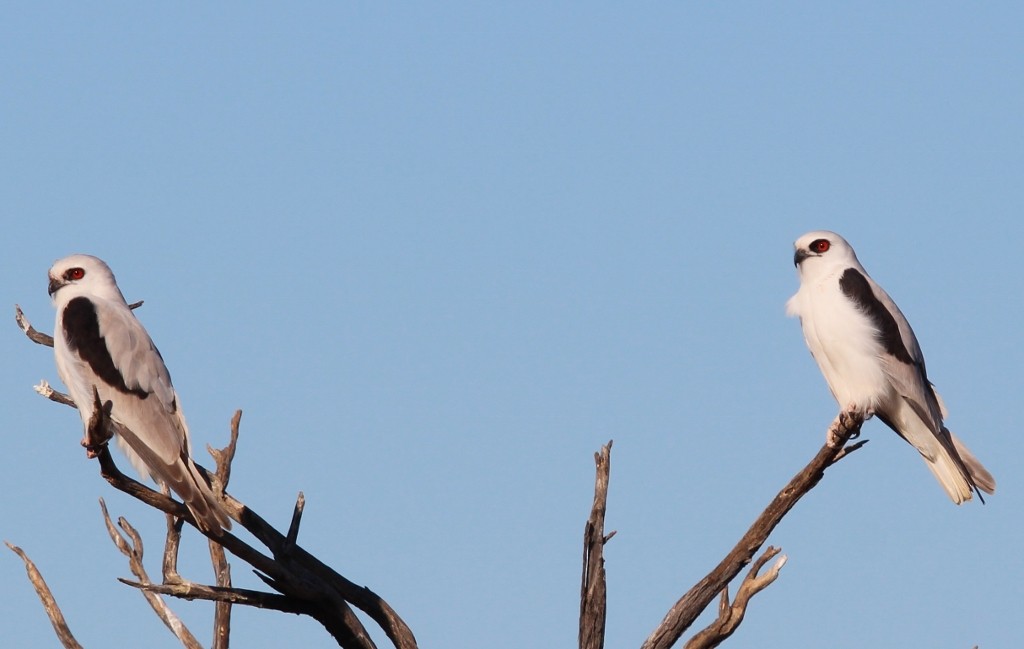 Letter-winged Kite - ML620440729