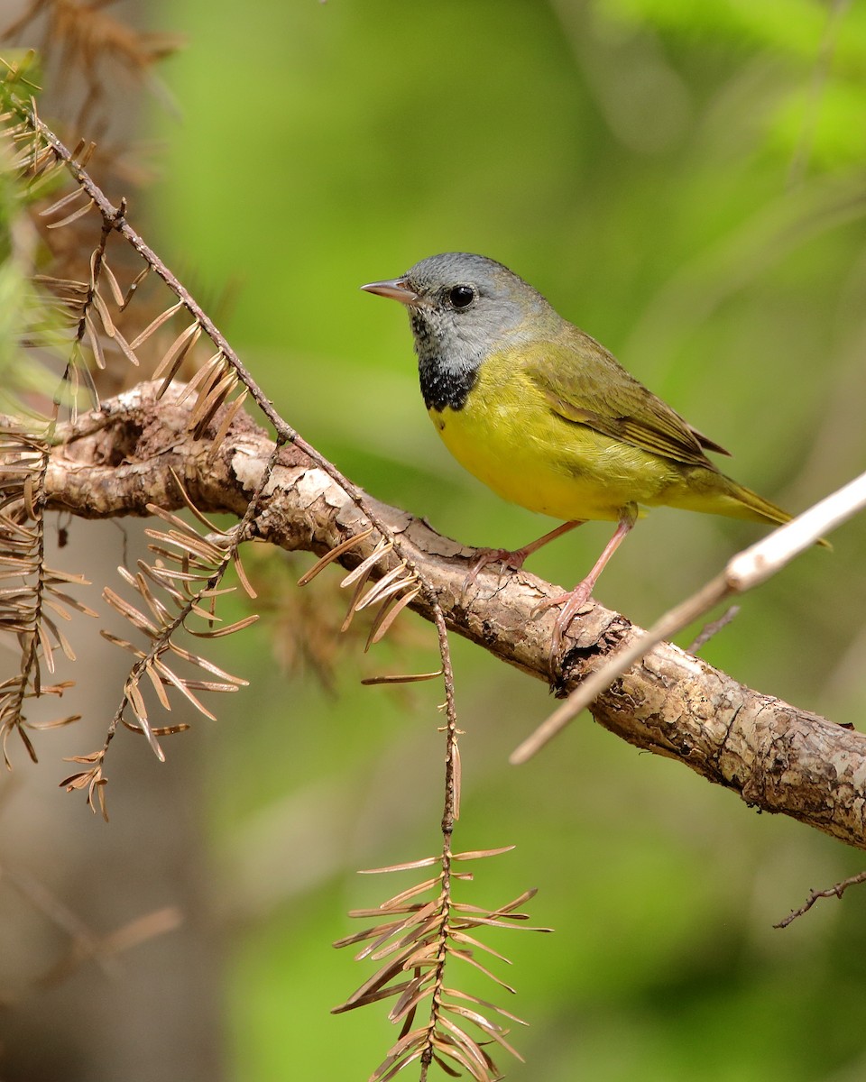 Mourning Warbler - ML620440732