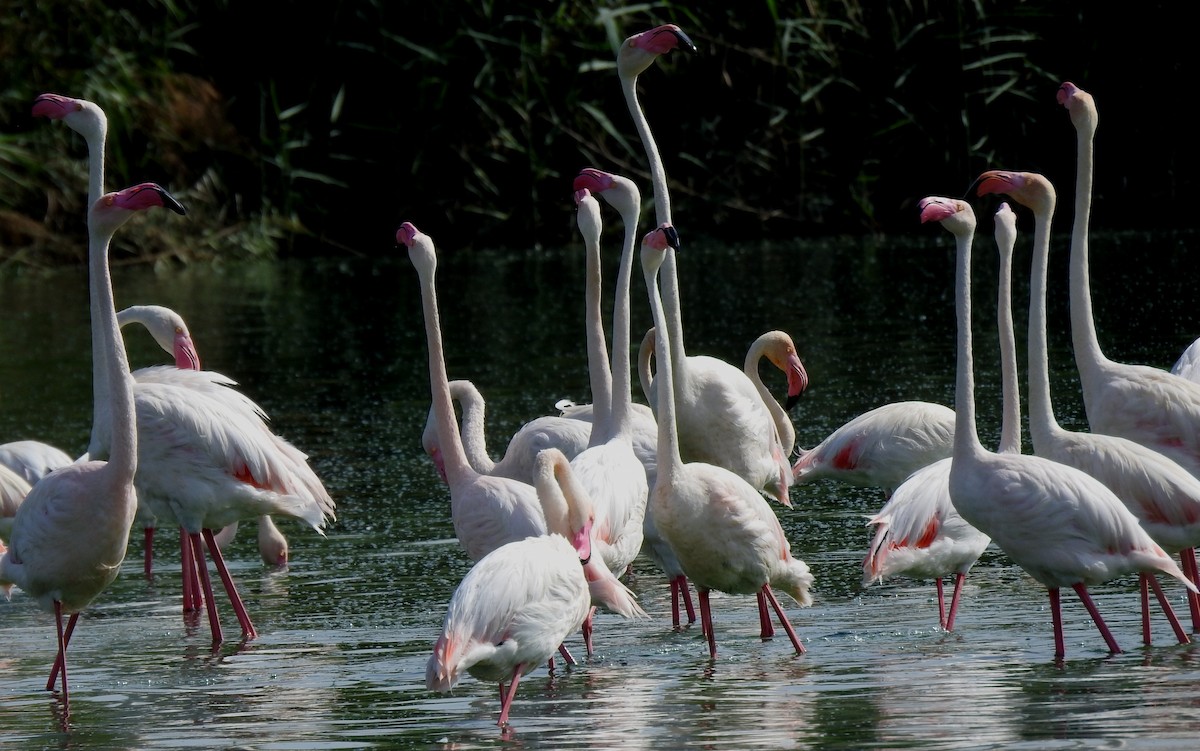 Greater Flamingo - ML620440734