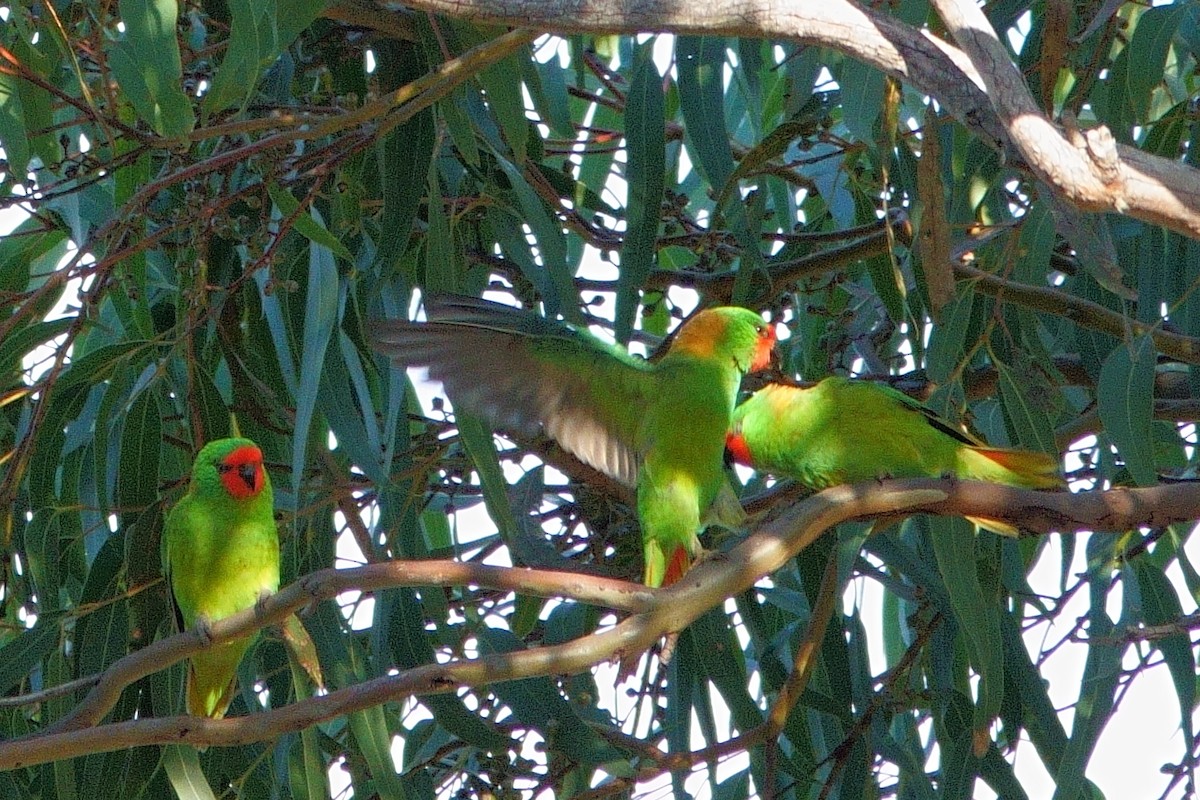 ヒメジャコウインコ - ML620440737