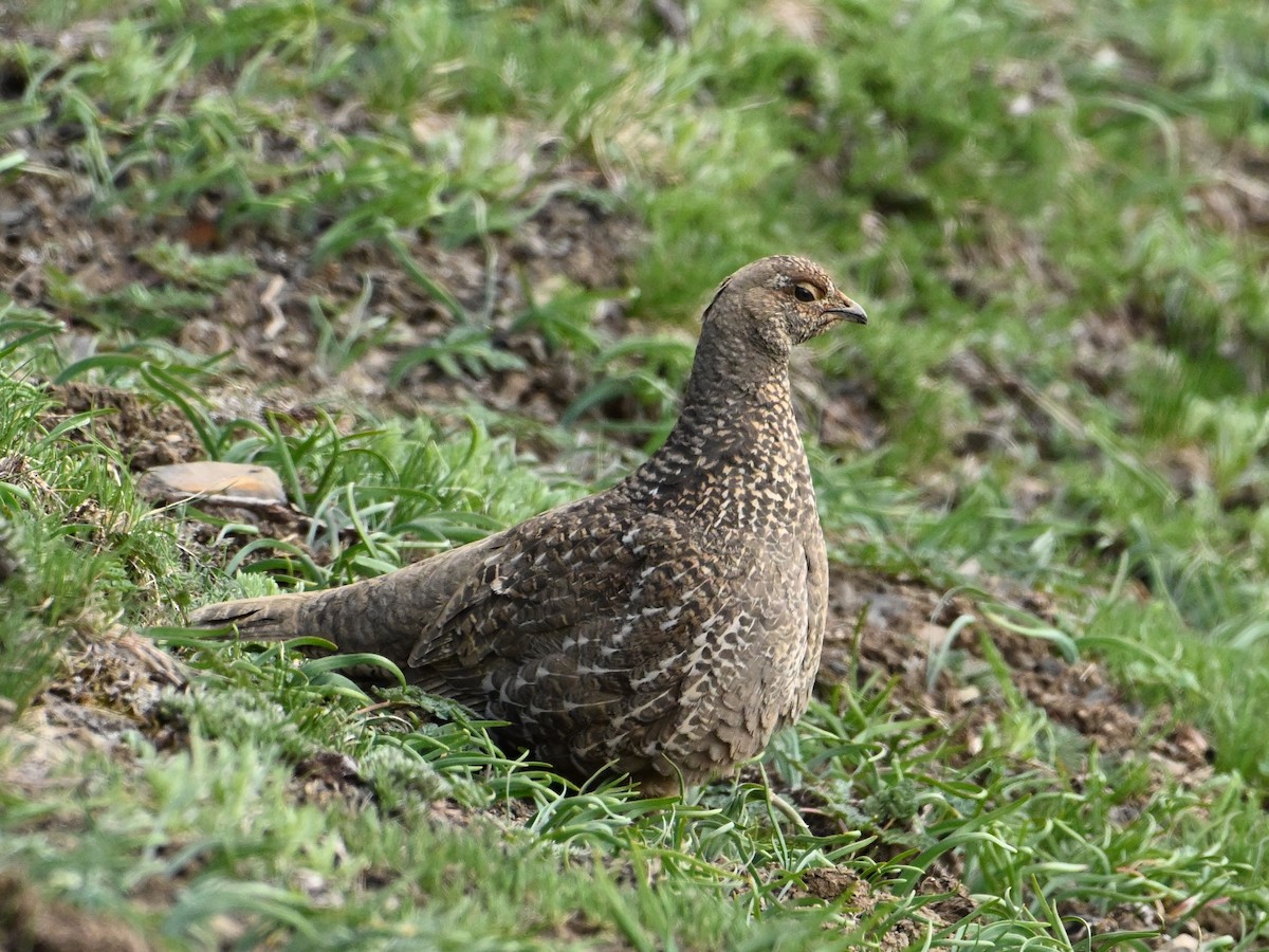 ススイロライチョウ - ML620440738