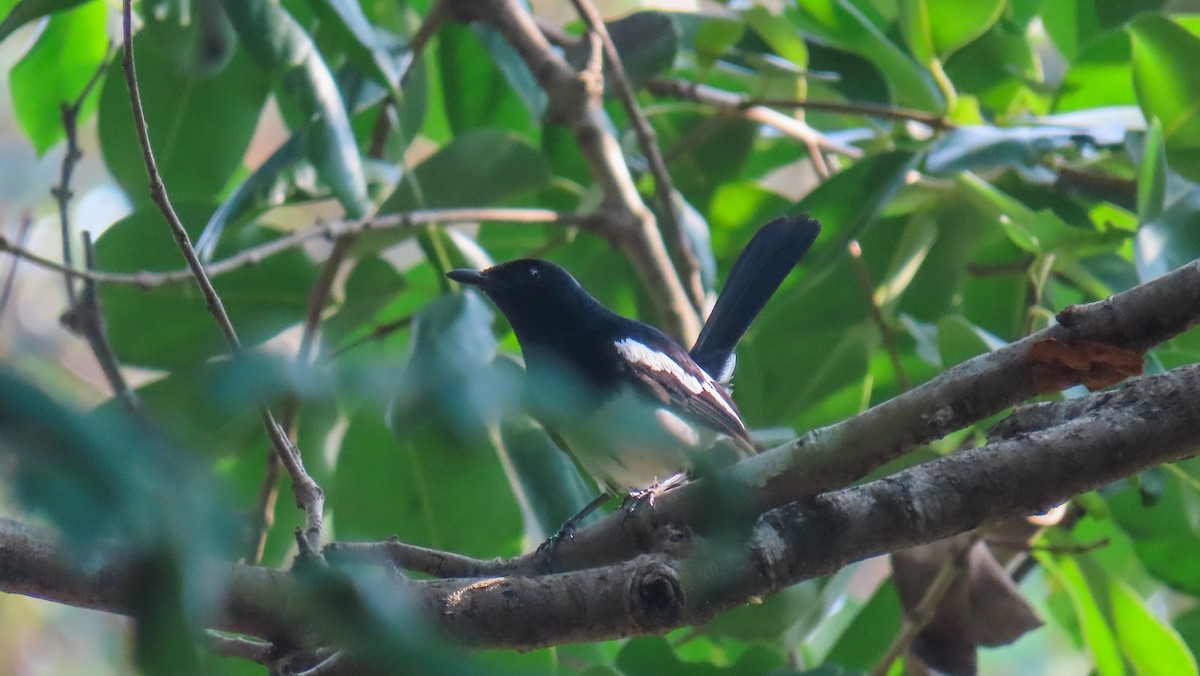 Philippine Magpie-Robin - ML620440739