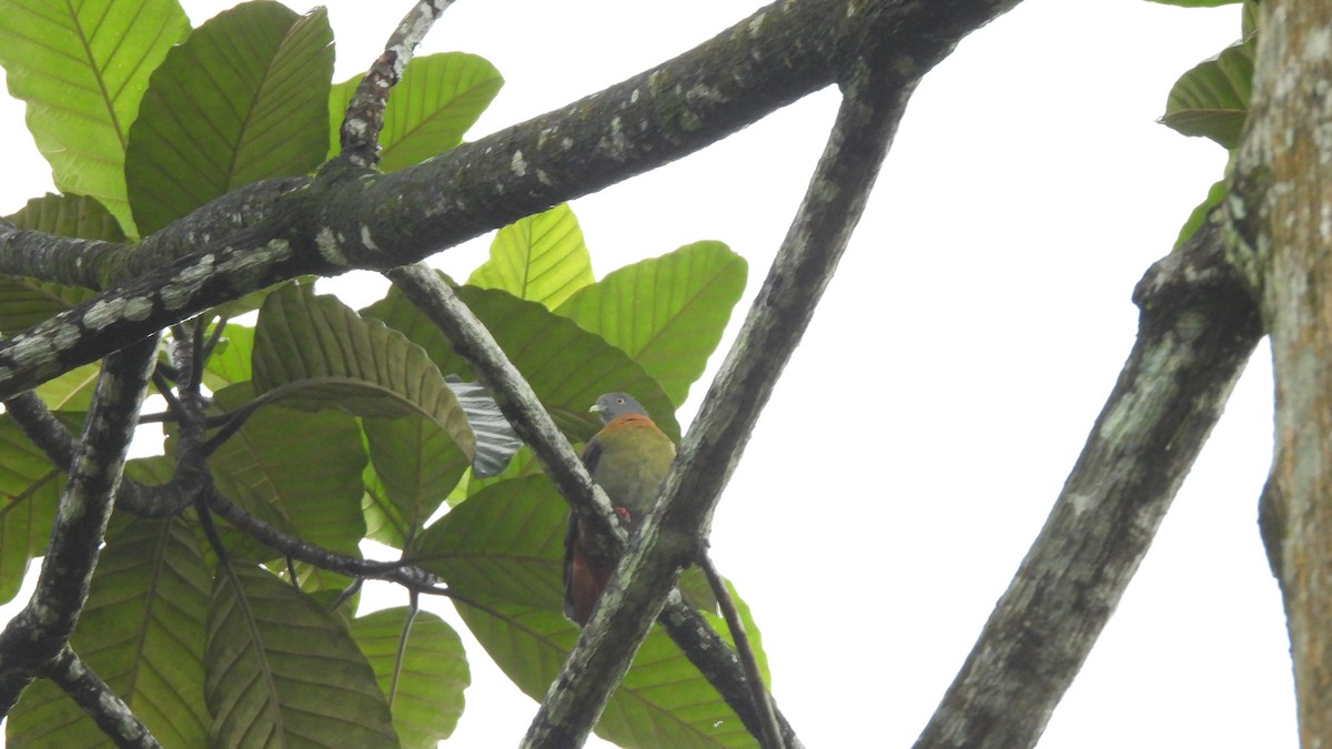 Little Green-Pigeon - ML620440741