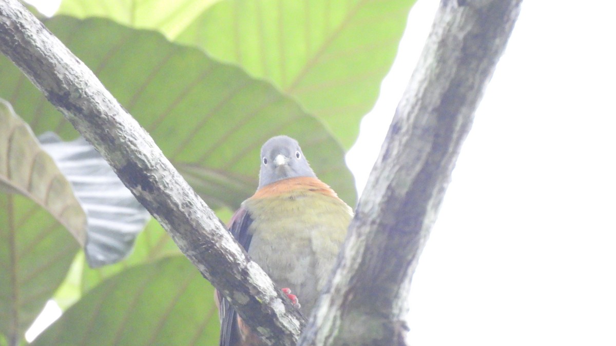 Little Green-Pigeon - ML620440742