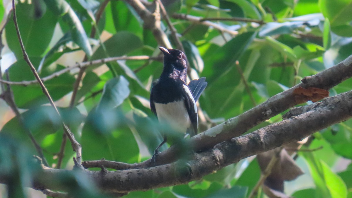 Philippine Magpie-Robin - ML620440743