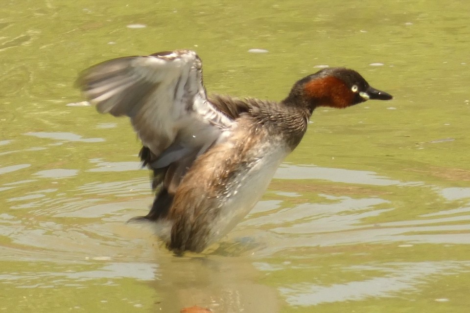 Little Grebe - ML620440744