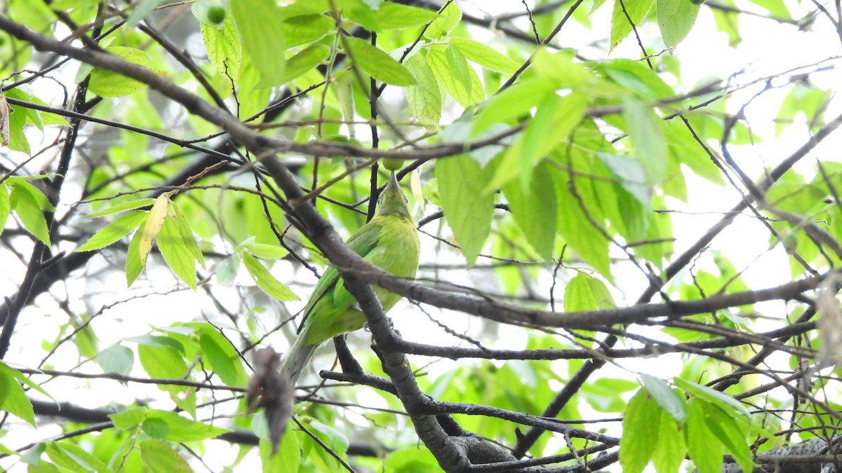 Lesser Green Leafbird - ML620440745