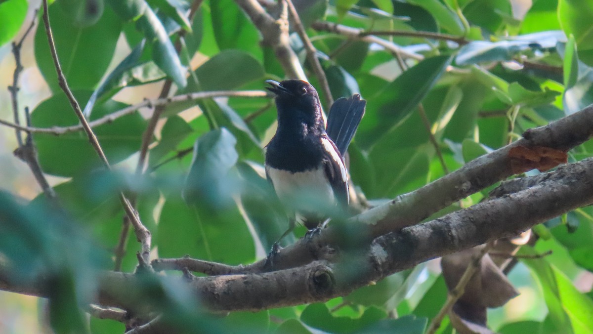 Philippine Magpie-Robin - ML620440746