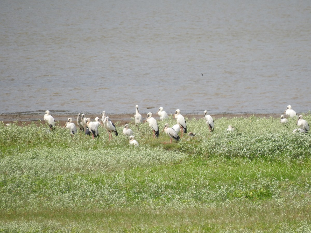 Asian Openbill - ML620440751