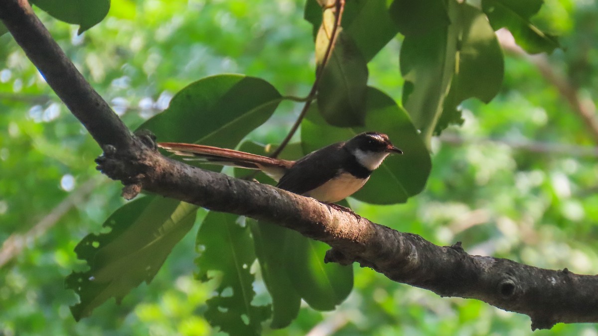 Philippine Pied-Fantail - ML620440753