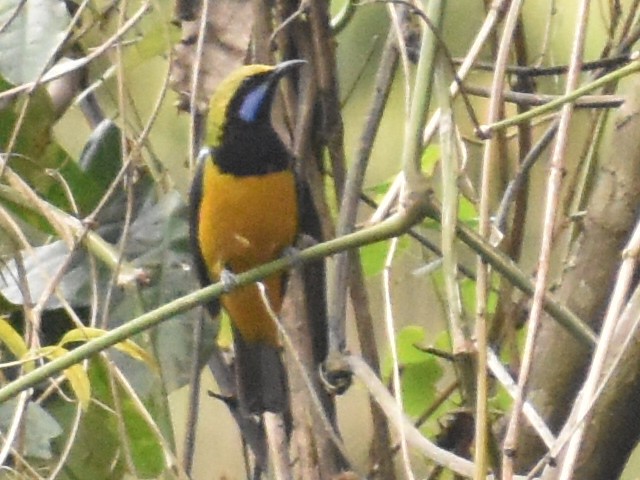Orange-bellied Leafbird - ML620440754