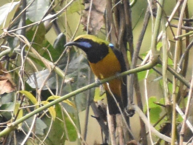 Orange-bellied Leafbird - ML620440755