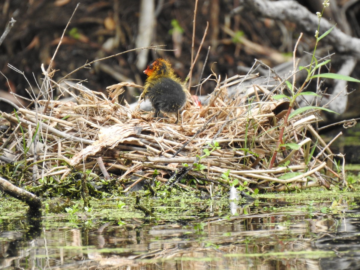 Eurasian Coot - ML620440757