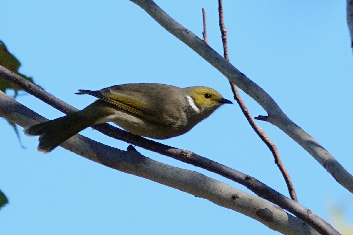 White-plumed Honeyeater - ML620440759