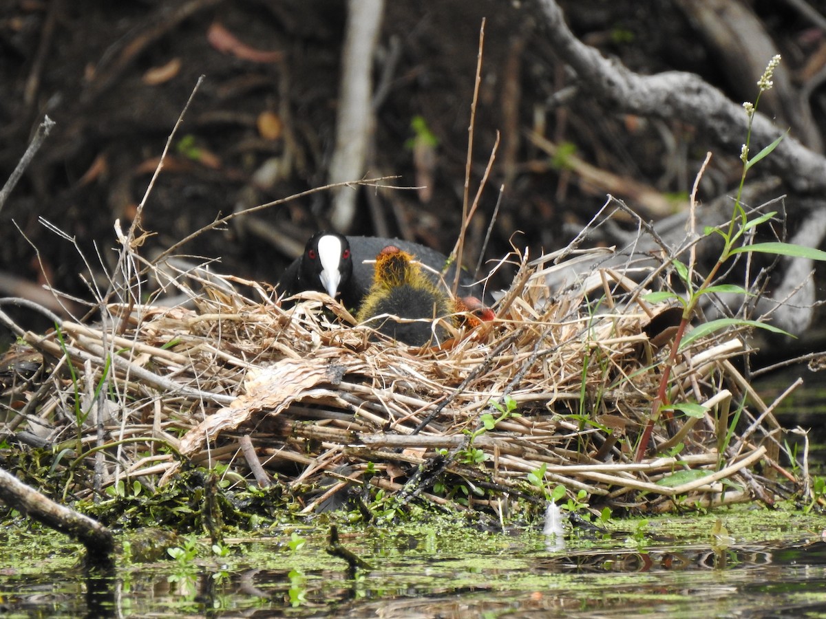 Eurasian Coot - ML620440763