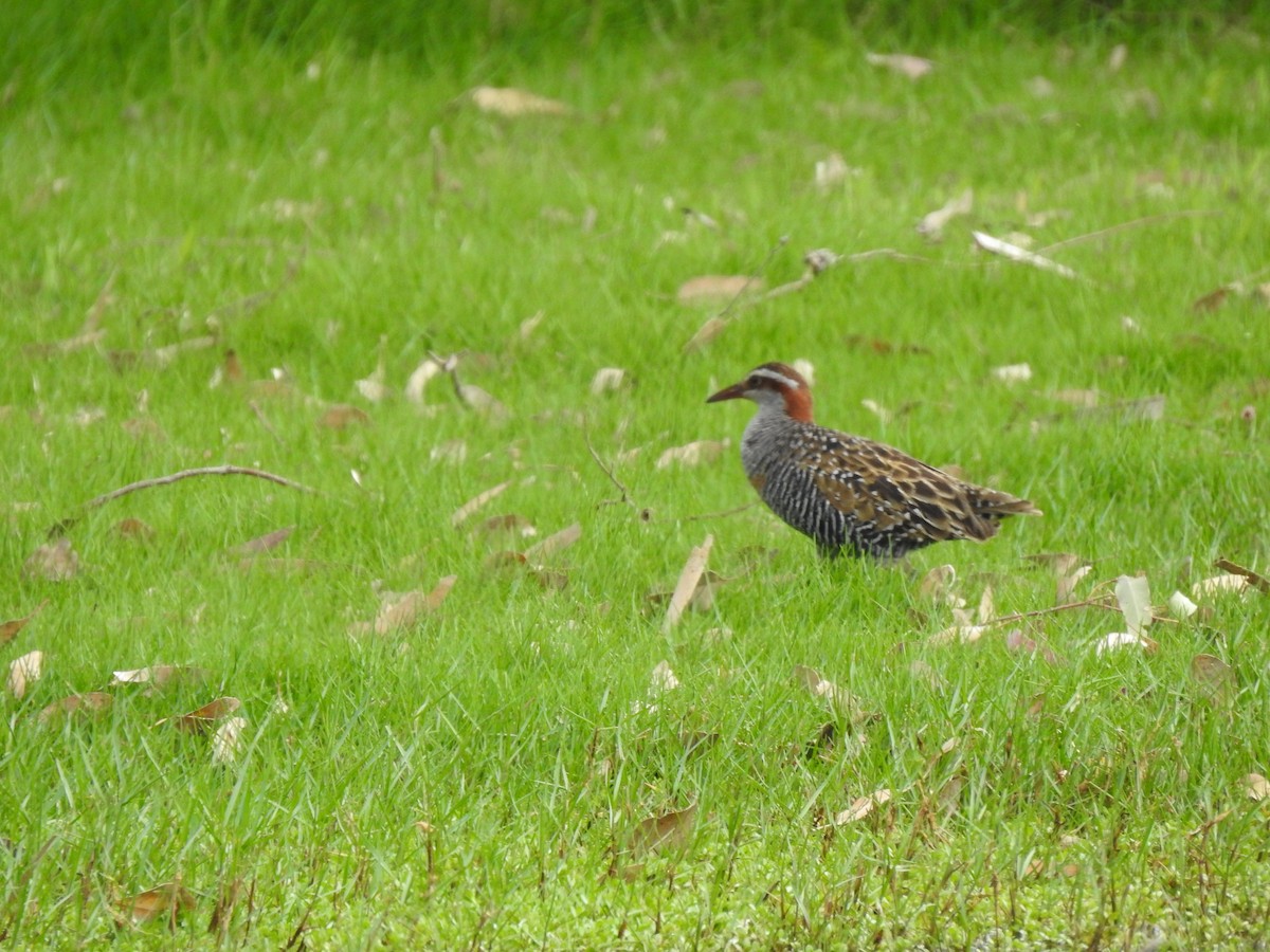 Buff-banded Rail - ML620440778