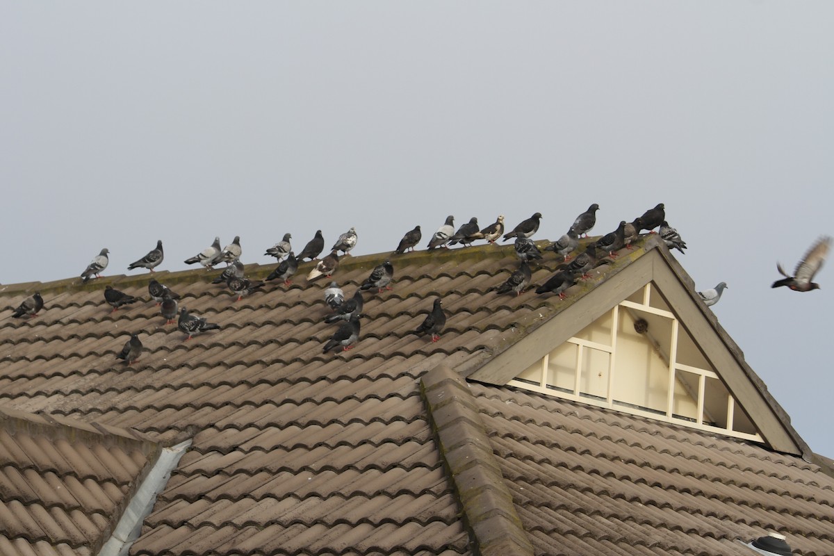 Rock Pigeon (Feral Pigeon) - ML620440782