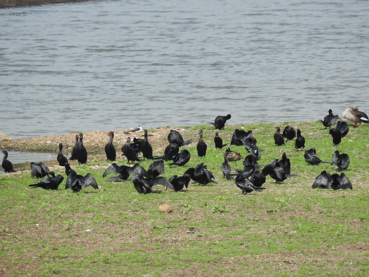 Cormoran à cou brun - ML620440783