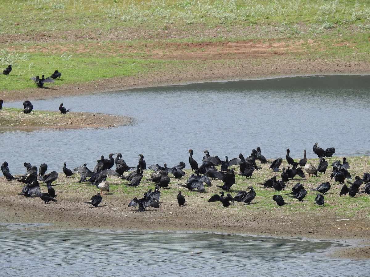 Cormoran à cou brun - ML620440784