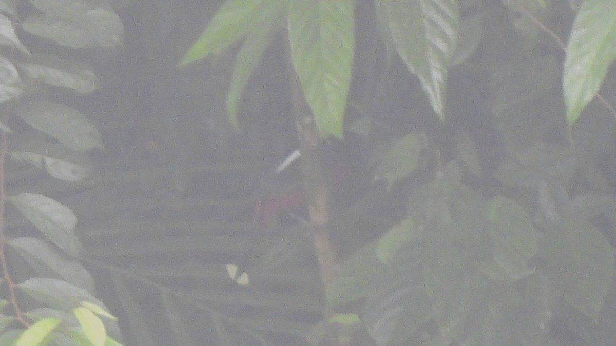 Black-and-red Broadbill - ML620440787