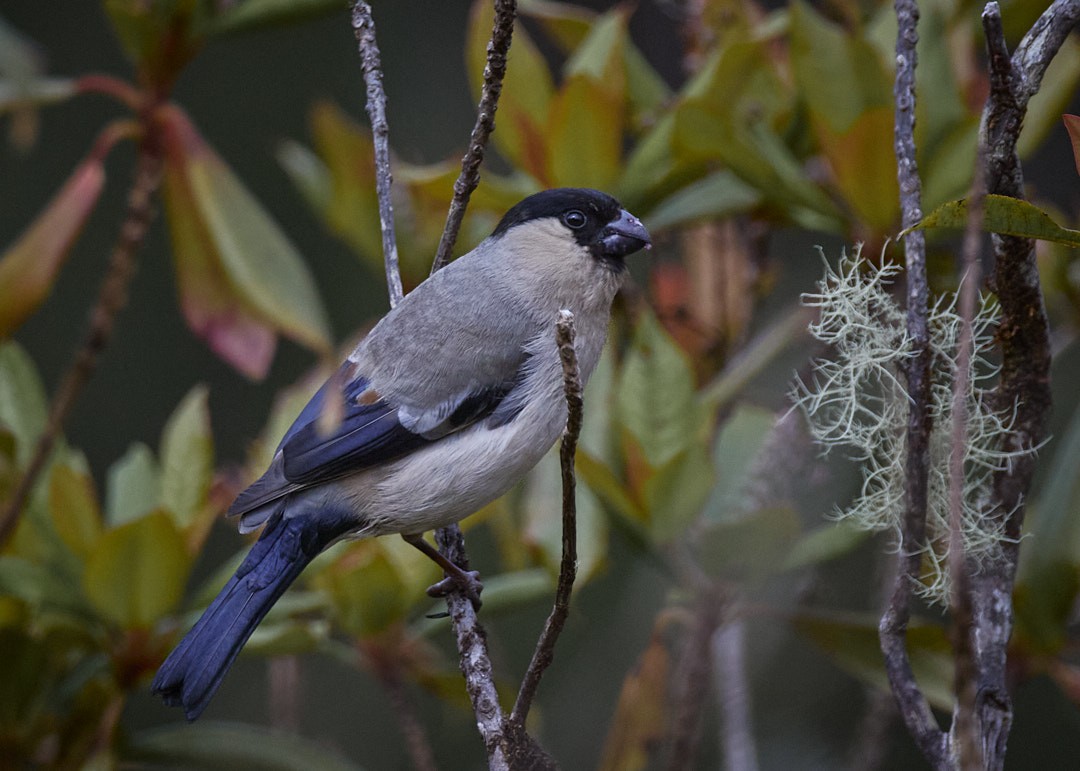 Azores Bullfinch - ML620440788