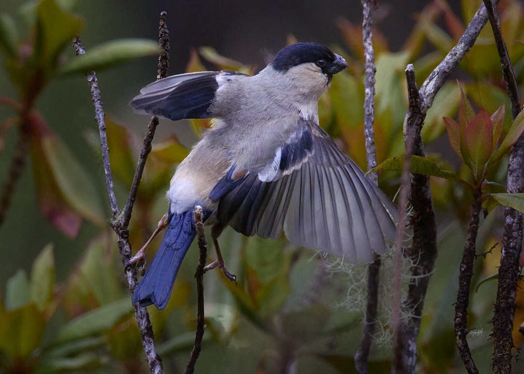 Azores Bullfinch - ML620440793