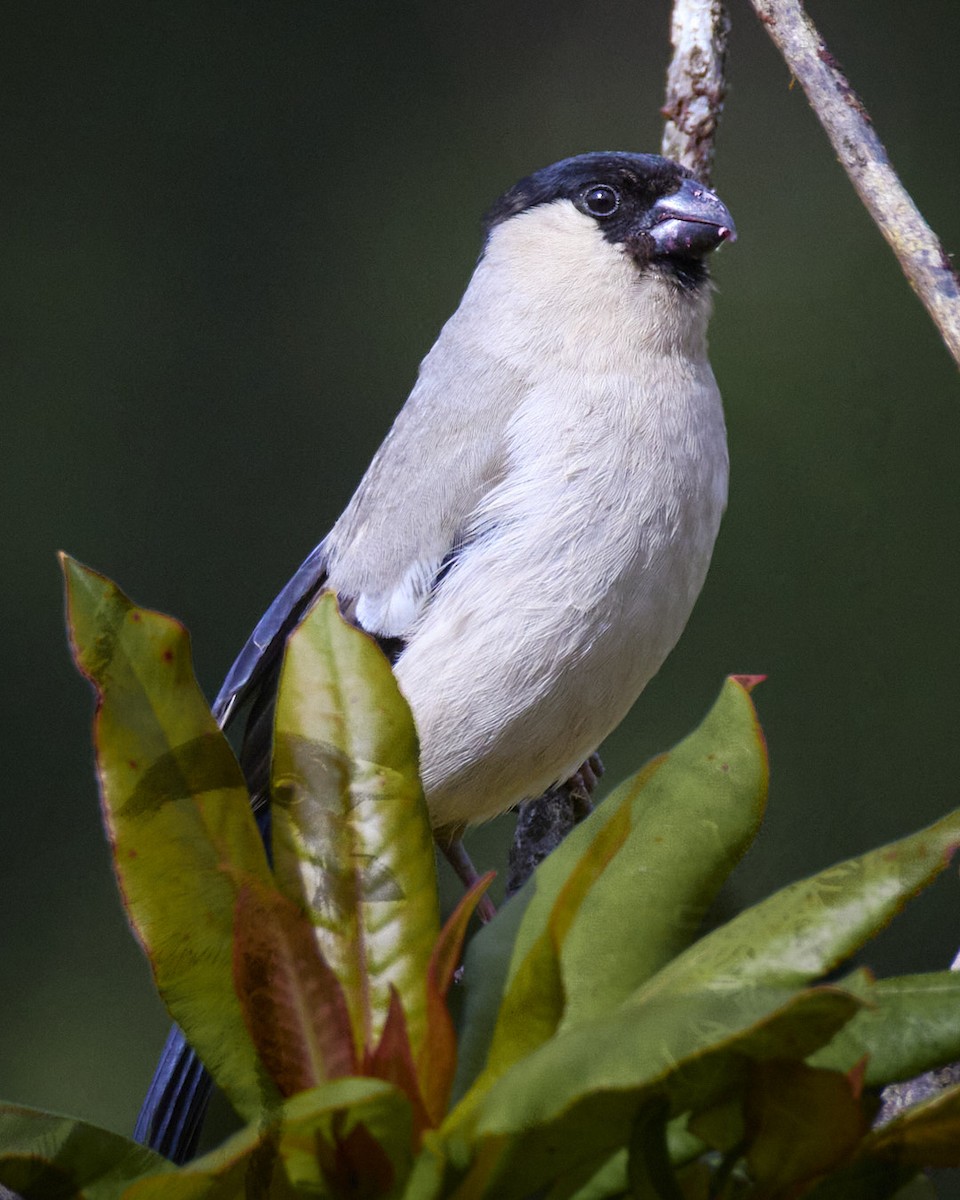 Azores Bullfinch - ML620440794