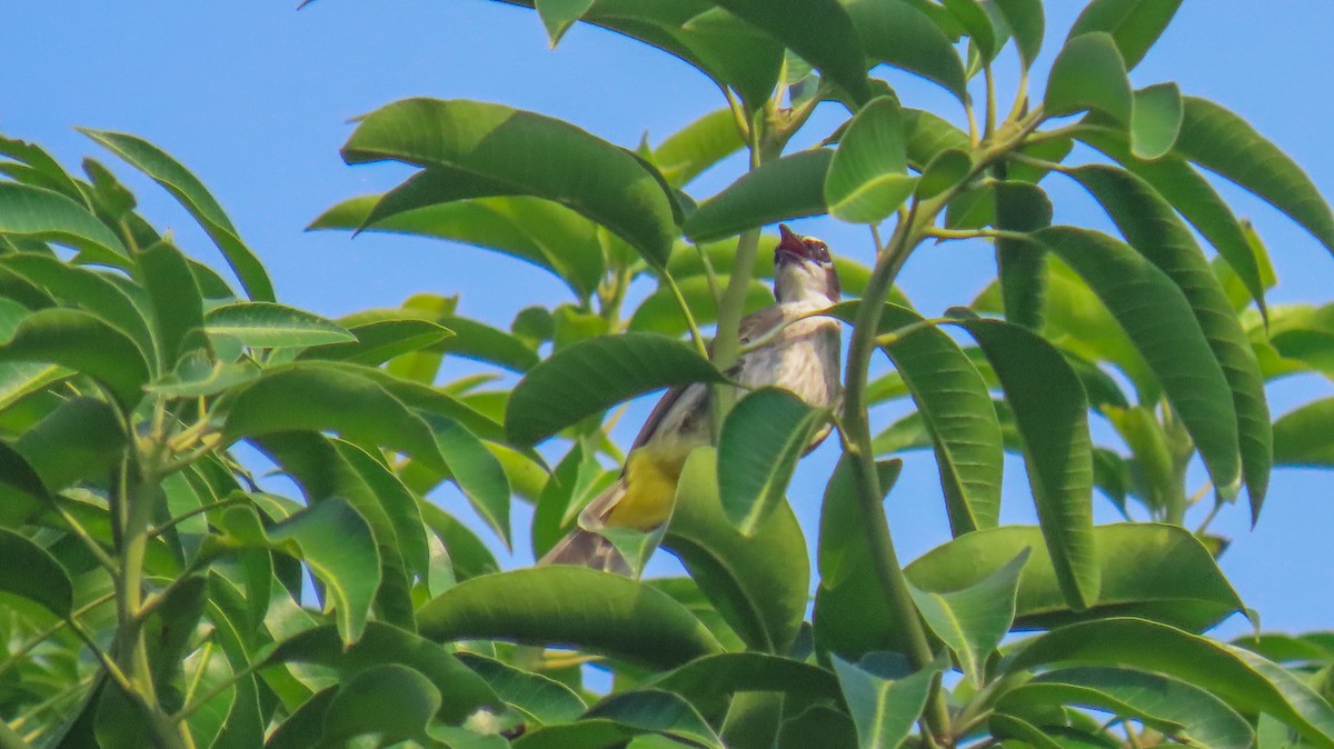 Yellow-vented Bulbul - ML620440797