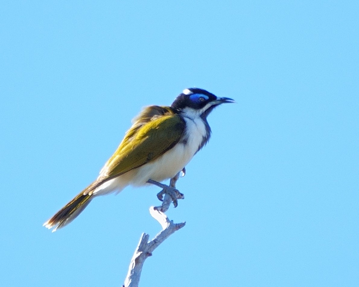 Blue-faced Honeyeater - ML620440798