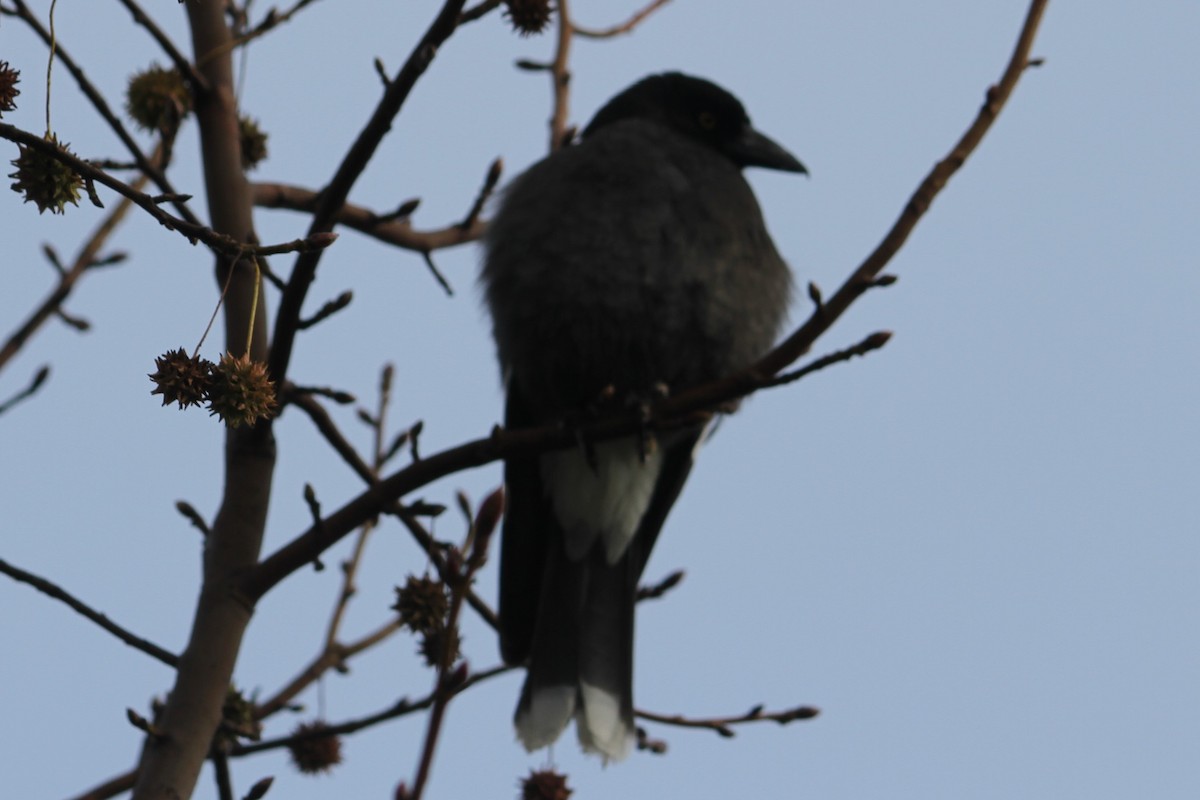 Pied Currawong - ML620440800