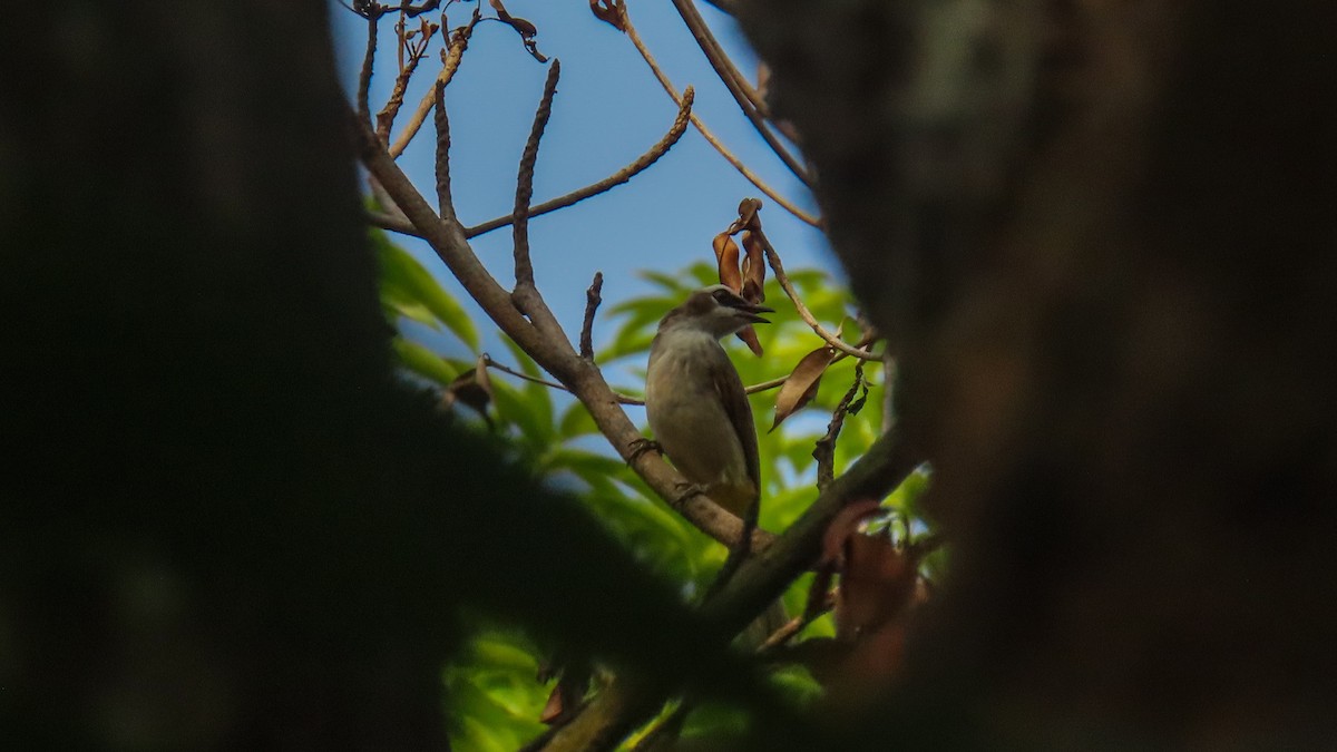 Yellow-vented Bulbul - ML620440803