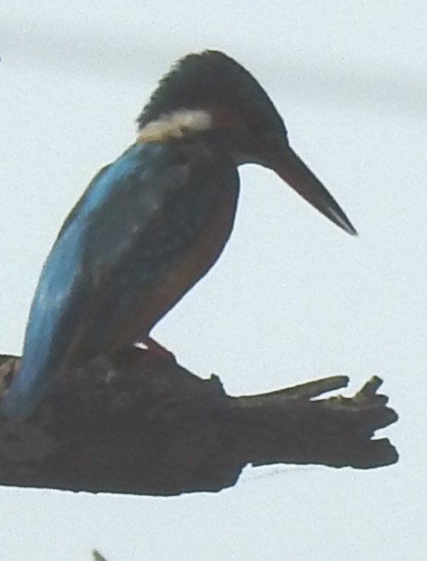 Common Kingfisher - ML620440804