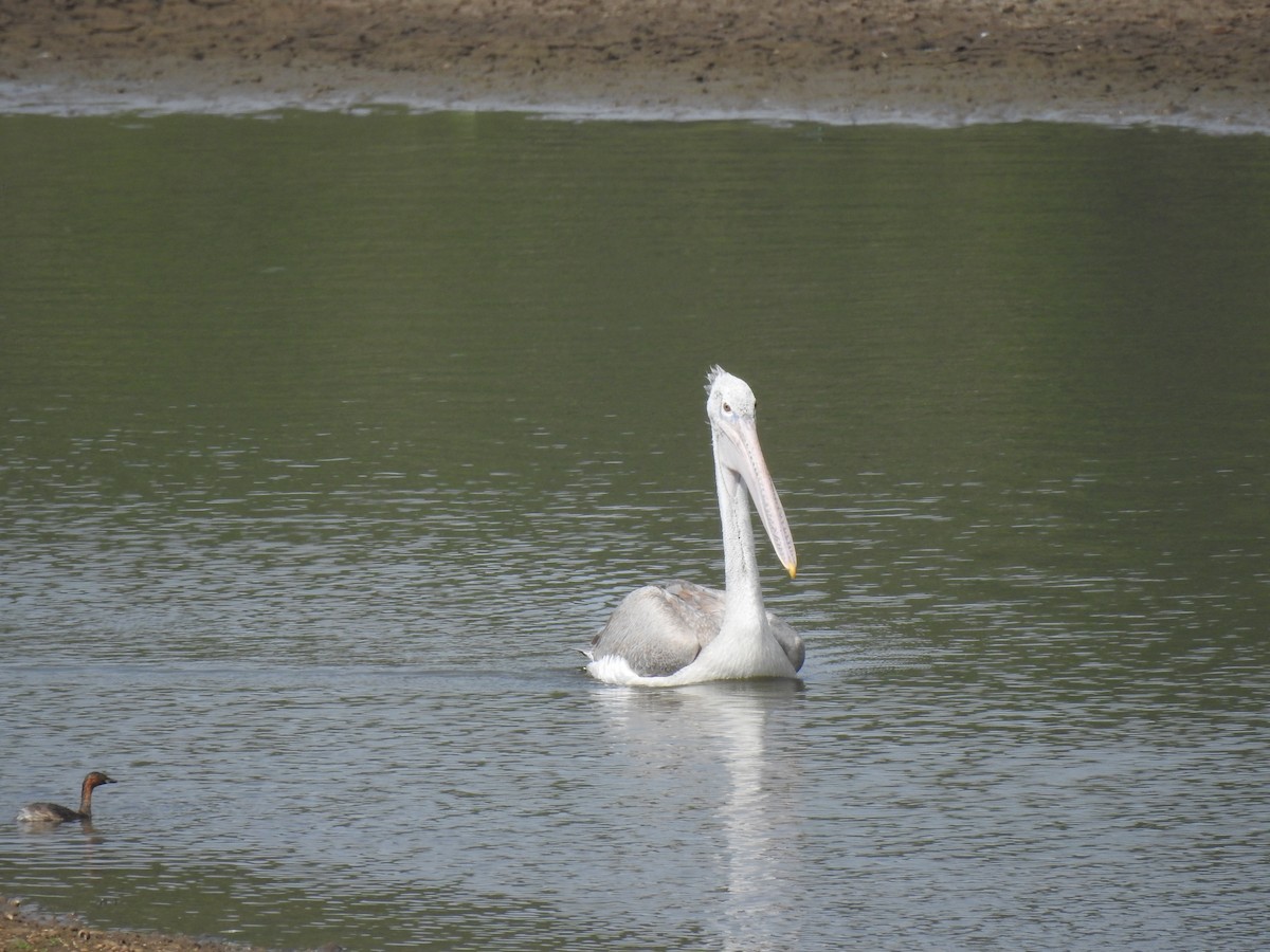 Spot-billed Pelican - ML620440806