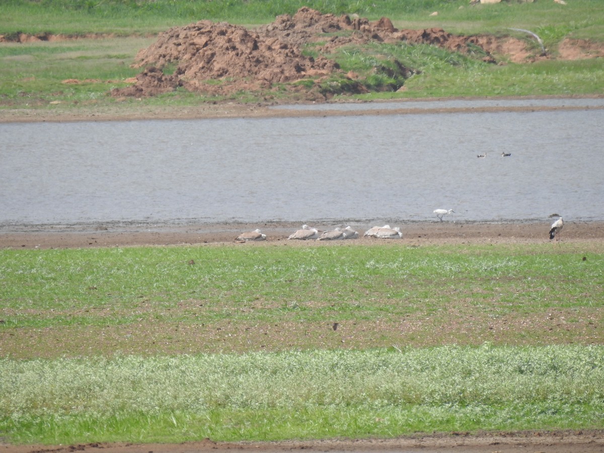 Spot-billed Pelican - ML620440807