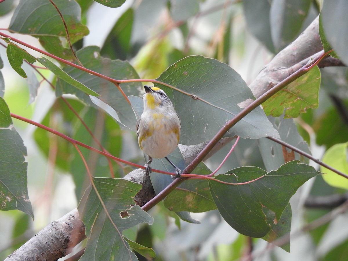 Striated Pardalote - ML620440810