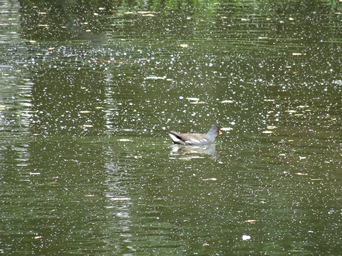 Eurasian Moorhen - Luuk Breeker